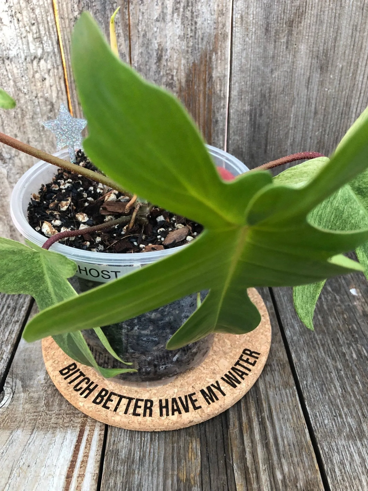 Bitch Better Have My Water Cork Plant Mat - 7"
