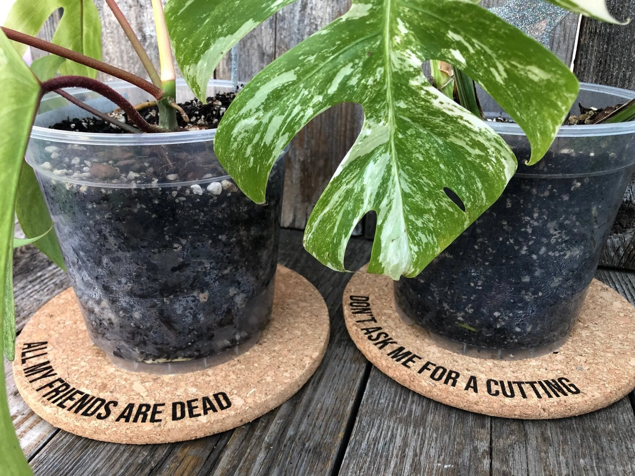 Bitch Better Have My Water Cork Plant Mat - 7"